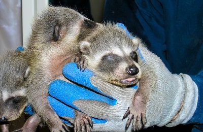 hands holding three baby racoons