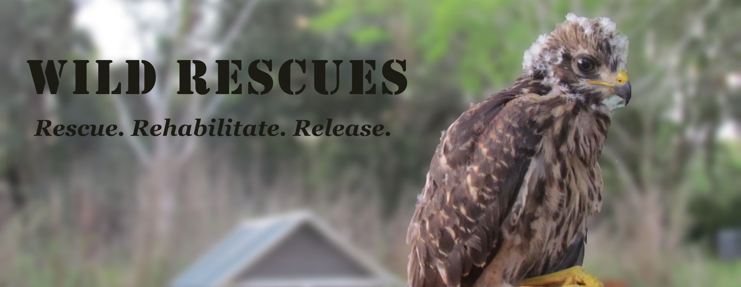 rescued baby-hawk