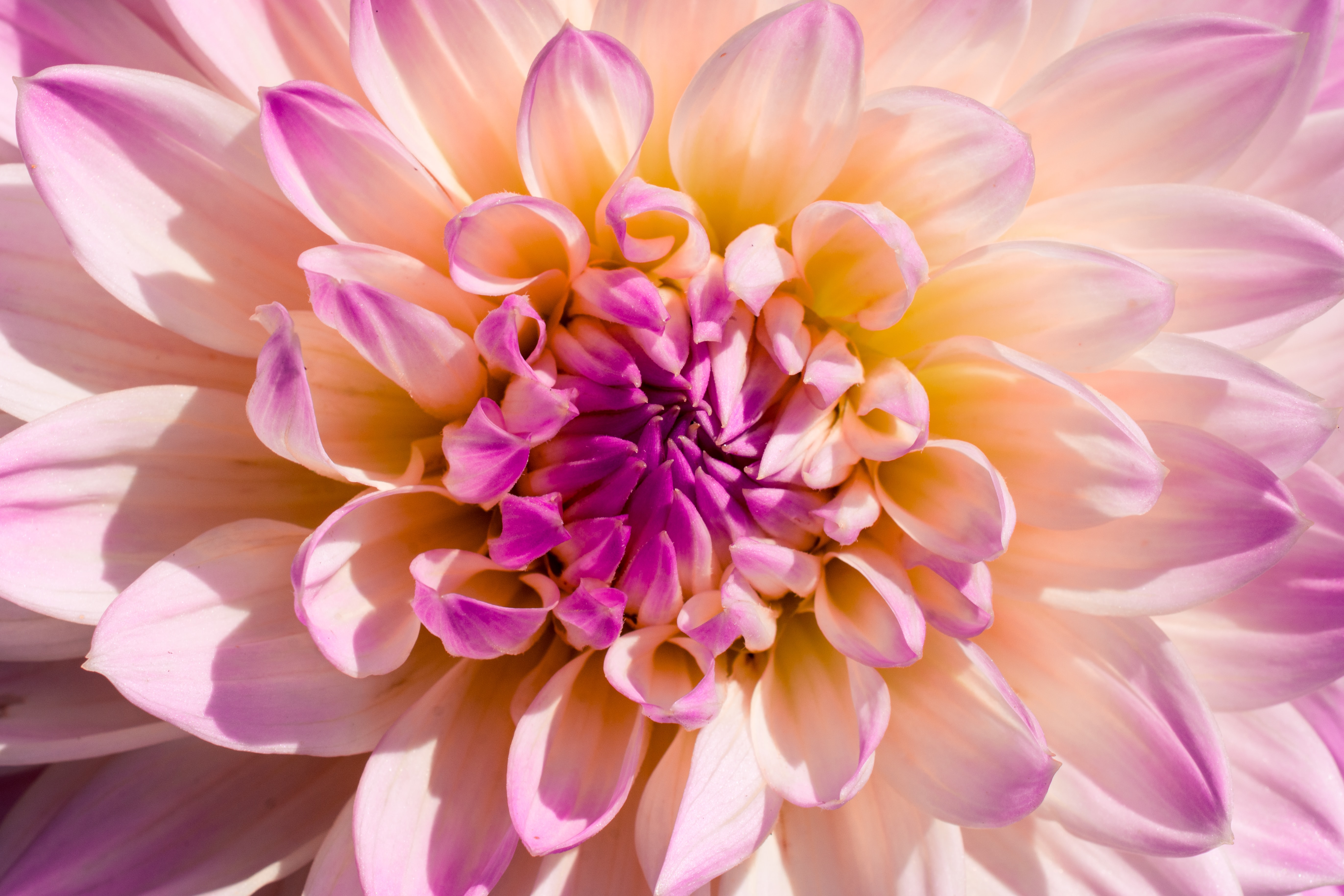 dahlia flower